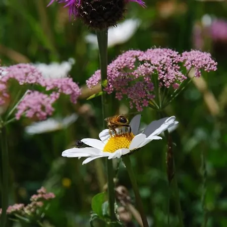 Arnica 3 * La Punt-Chamues-ch