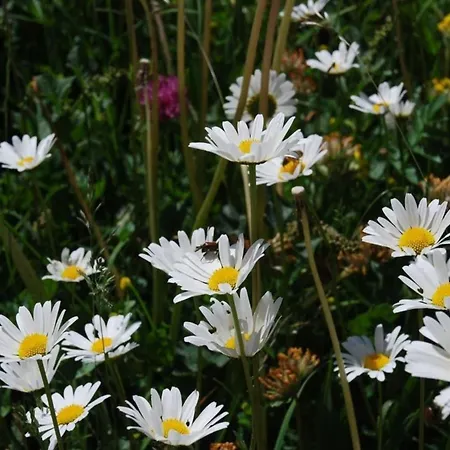 Apartament Arnica 3